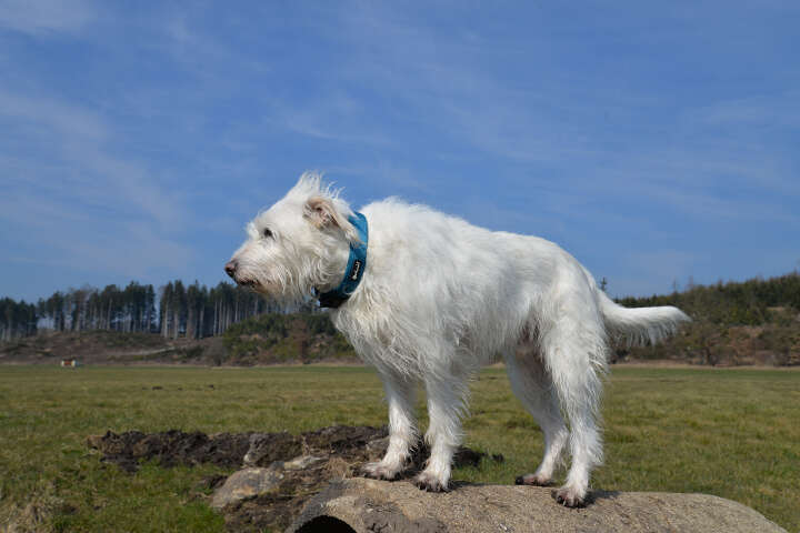 petlando Mesh Halsband